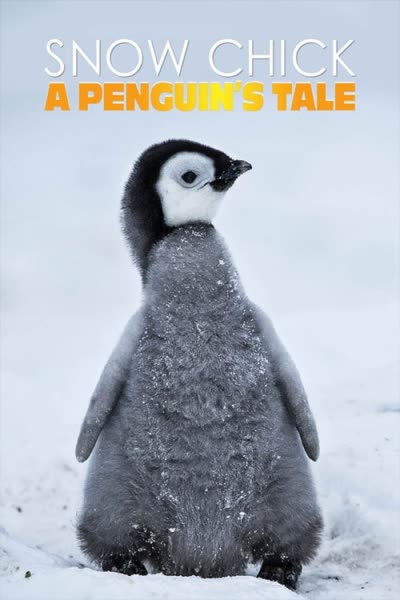 پوستر جوجه‌ برفی: داستان یک پنگوئن