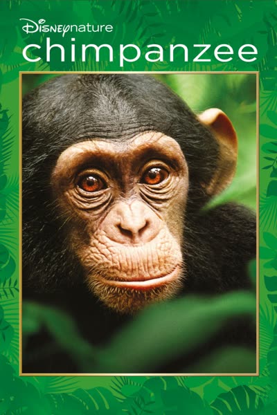 پوستر شامپانزه