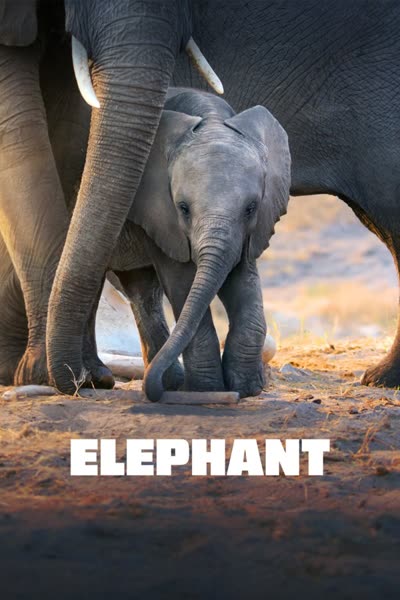 پوستر فیل