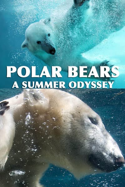 پوستر خرس های قطبی : یک سفر تابستانی