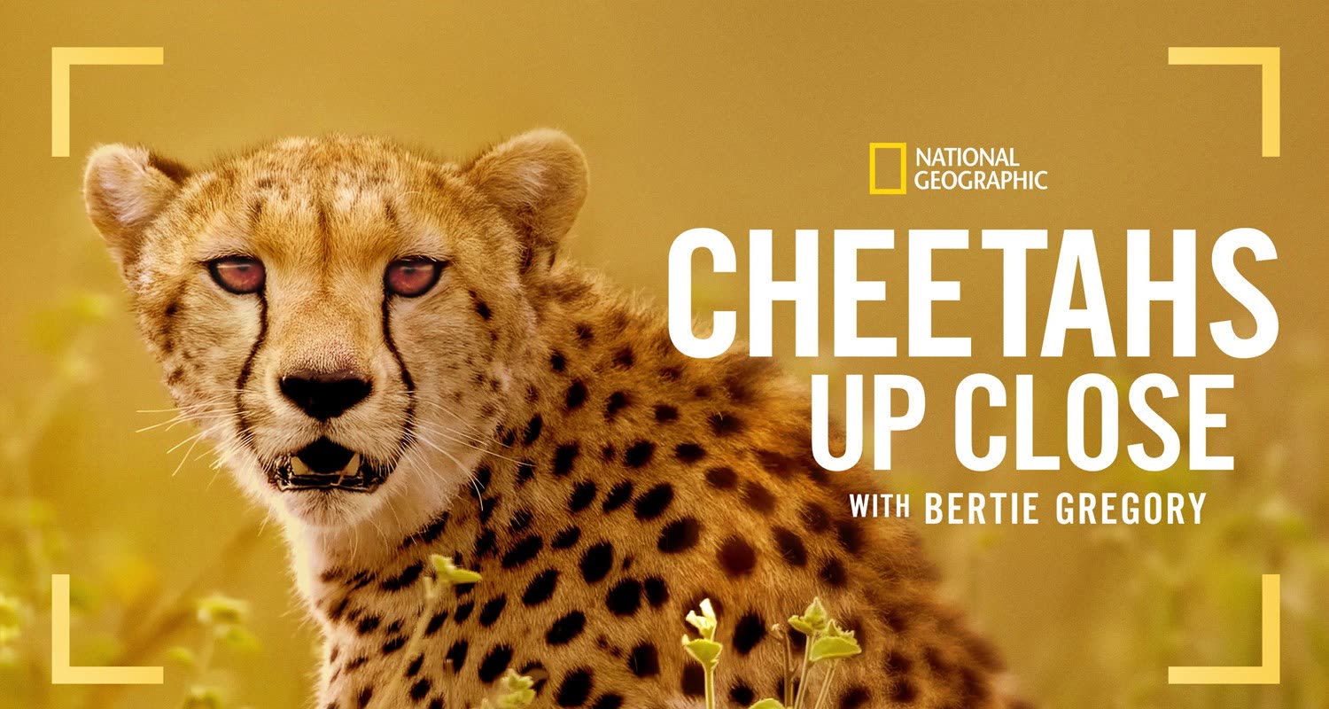 عکس چیتاها از نزدیک با برتی گرگوری