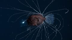 عکس قسمت 6 فصل 1 سریال سیاره ما