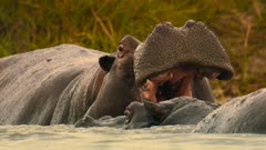 عکس قسمت 5 فصل 1 سریال حیوانات غول پیکر