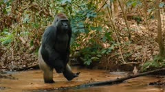 عکس قسمت 4 فصل 1 سریال حیوانات غول پیکر