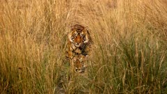 عکس قسمت 9 فصل 1 سریال حیوانات غول پیکر