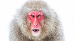 عکس قسمت 3 فصل 1 سریال سیاره یخ‌زده ۲