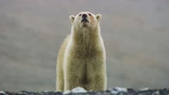 عکس قسمت 6 فصل 1 سریال سیاره یخ‌زده ۲