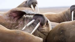 عکس قسمت 2 فصل 1 سریال سیاره یخ‌زده ۲